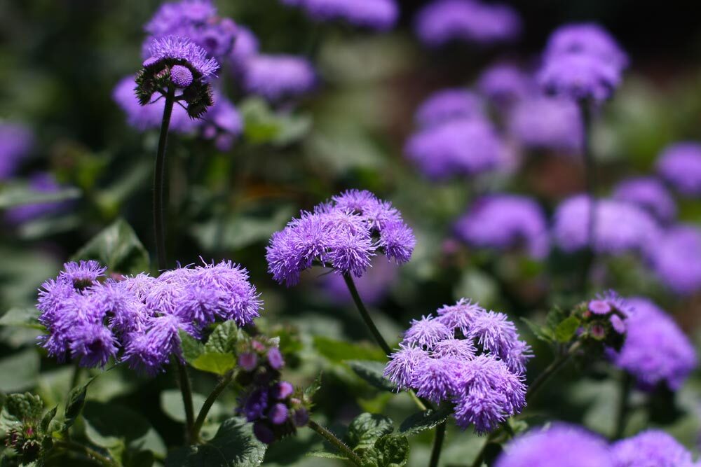 Ageratum