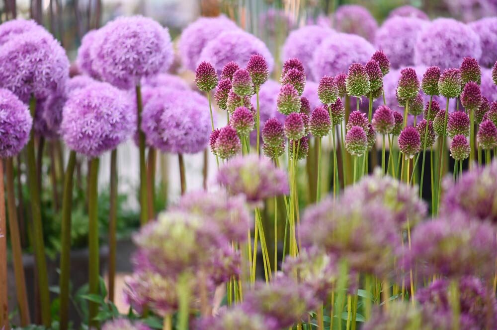 Allium