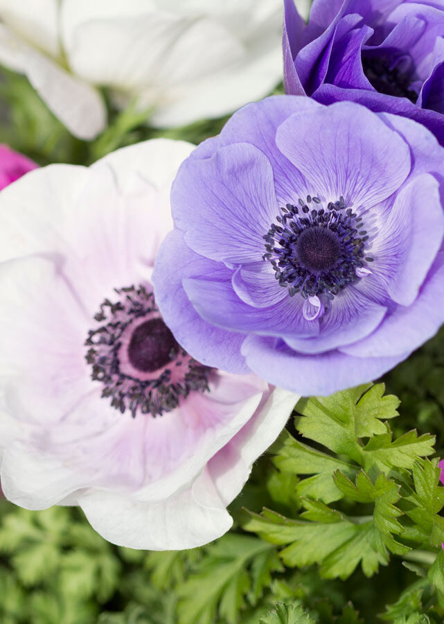 Flower anemone