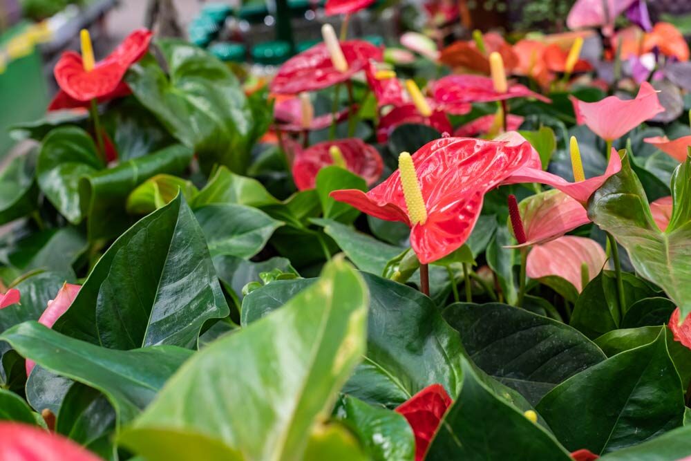 Anthurium