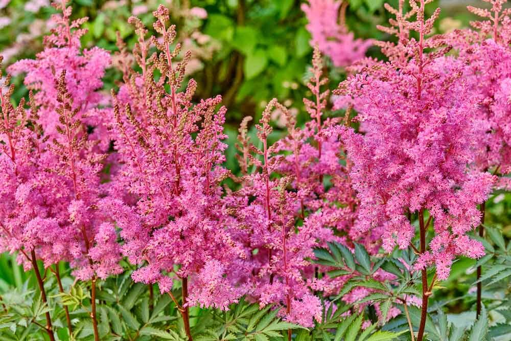 Astilbe