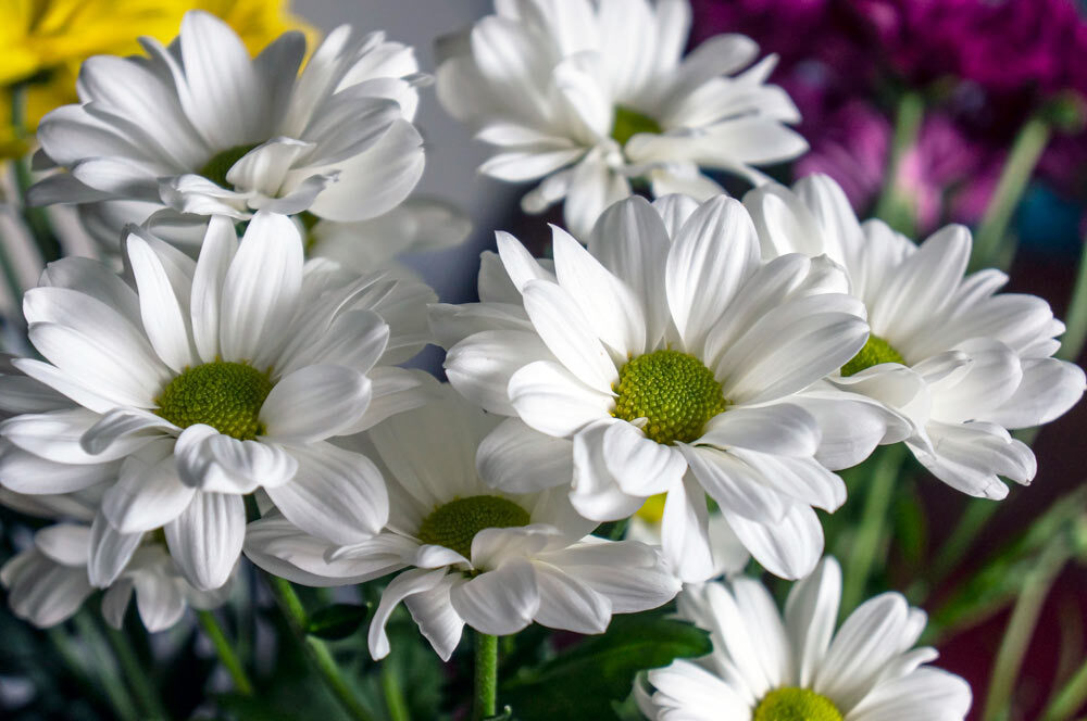 Chrysanthemums