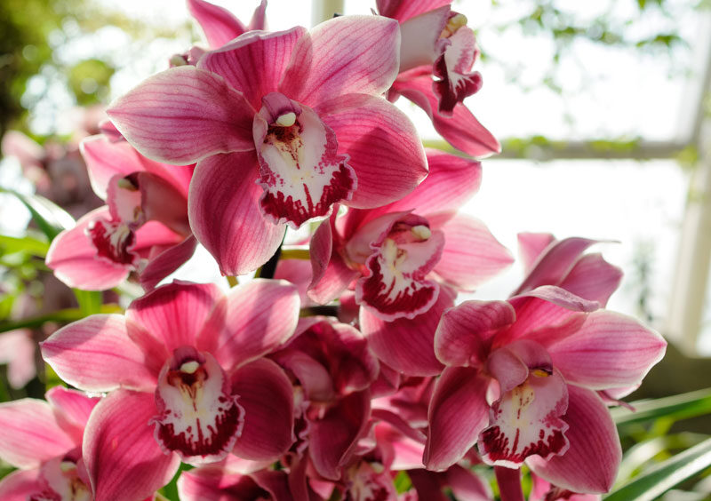 Cymbidium