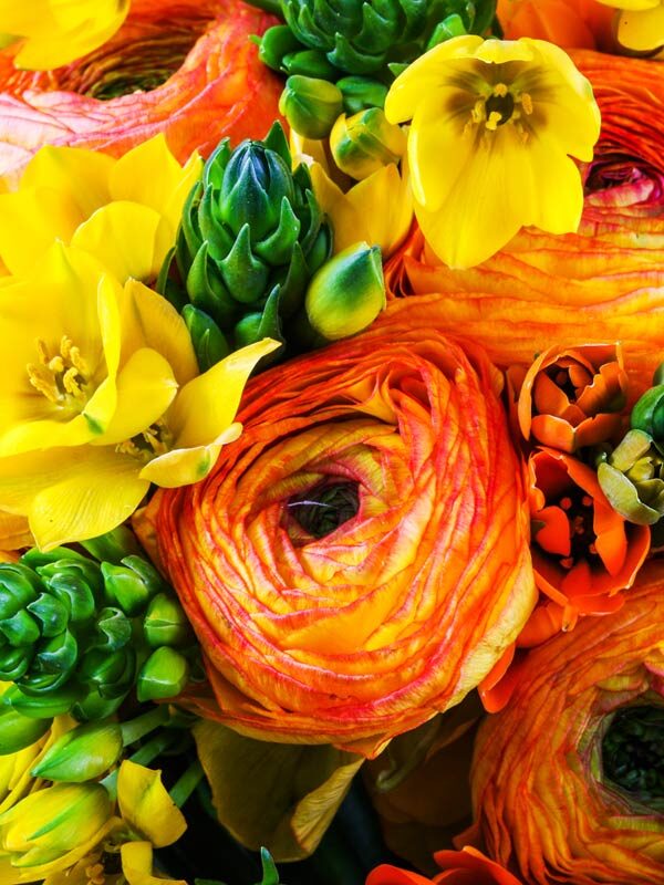 Flower ranunculus