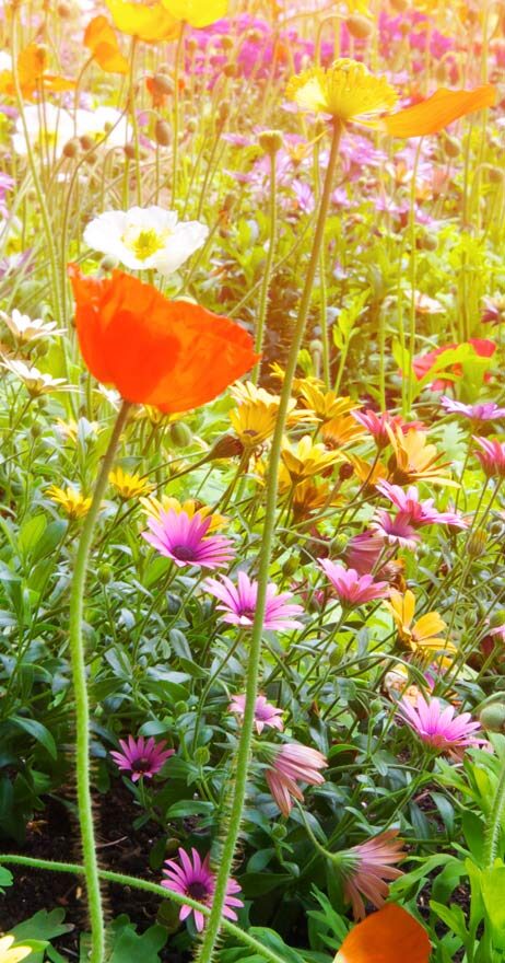 Frühlingsblumen im Garten