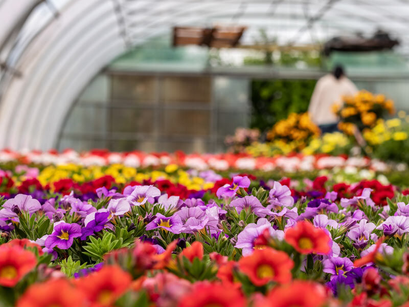 Blumen vom Gärtner