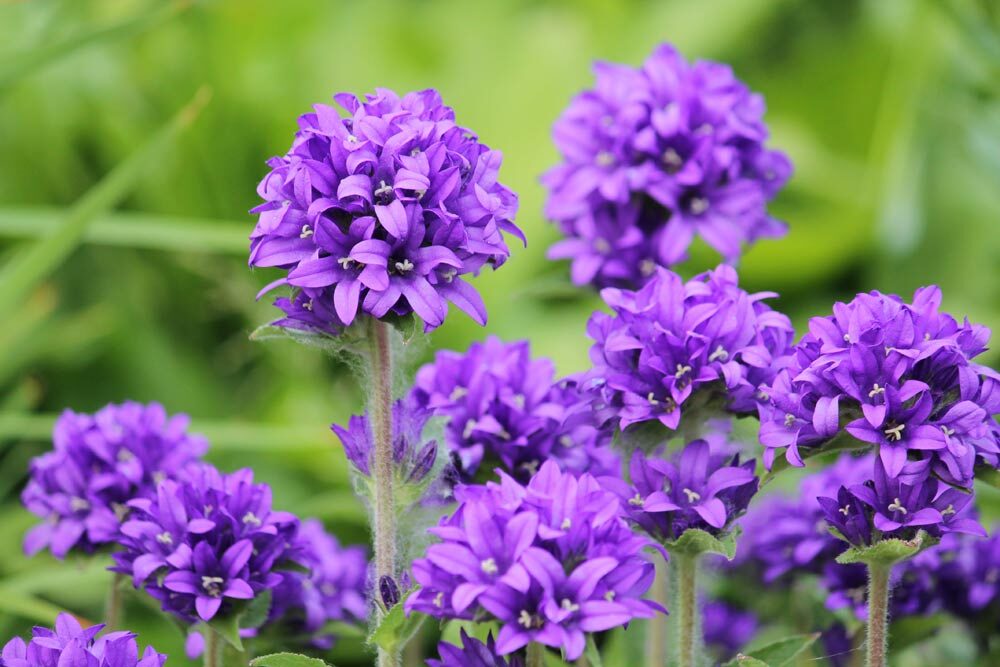 Glockenblume (Campanula)