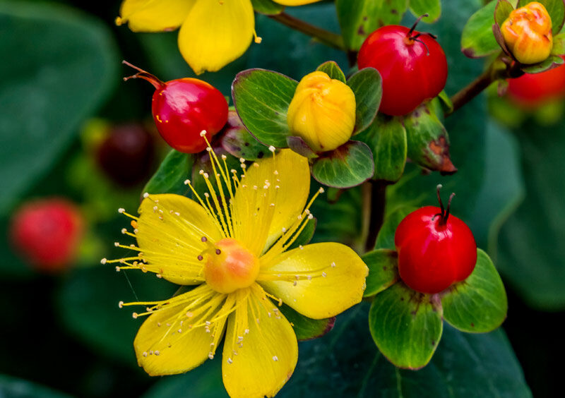 Hypericum