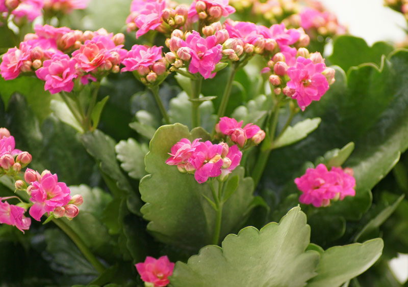 Kalanchoe