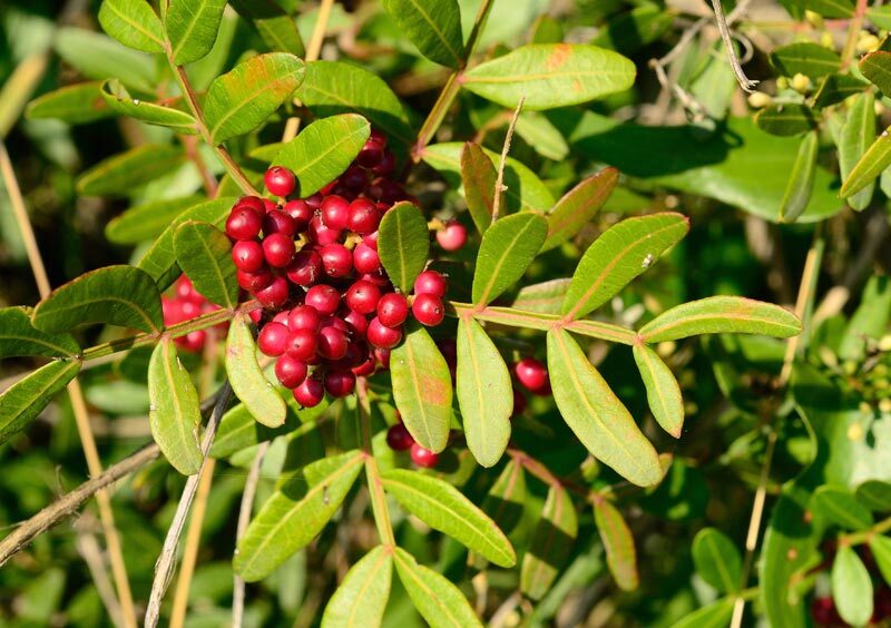 Pistacia