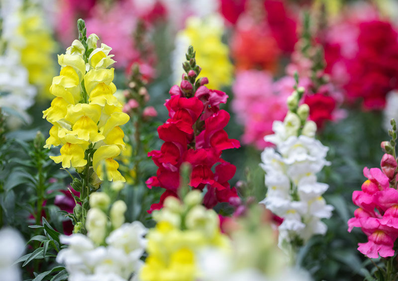 Antirrhinum