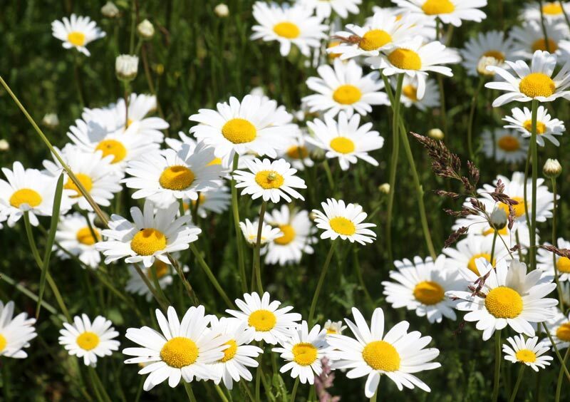 Daisies