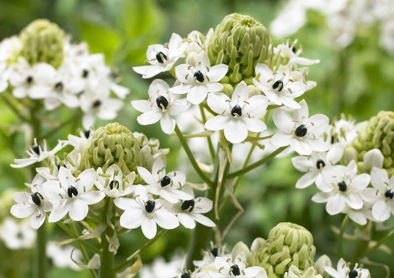 Ornithogalum