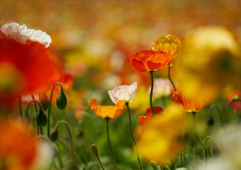 Mohn