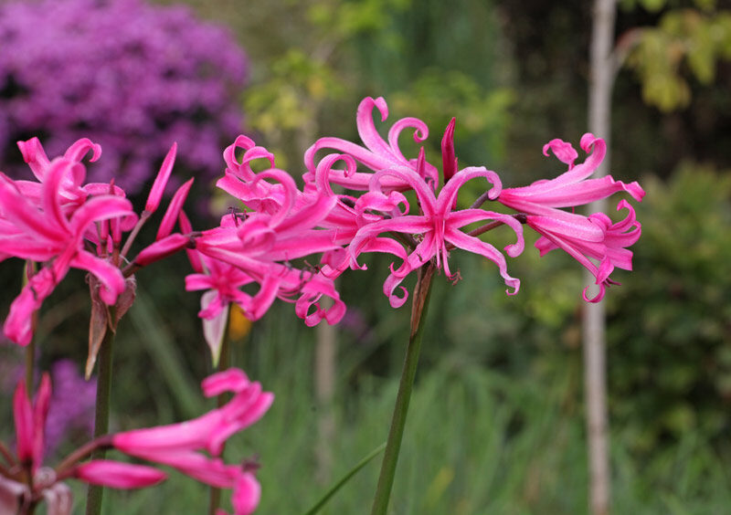 Nerine