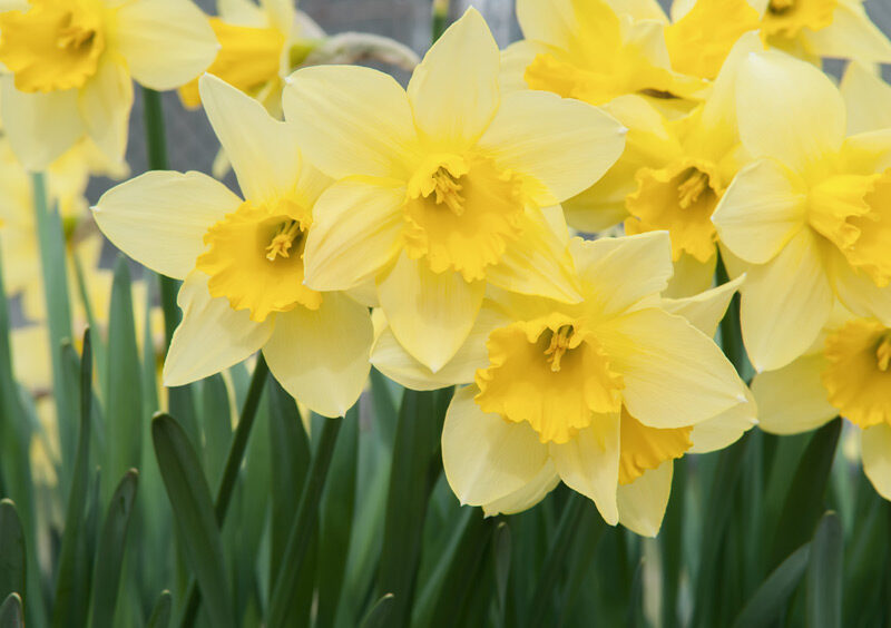  Daffodils