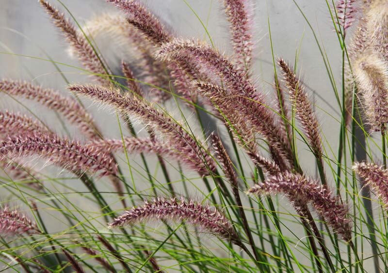 Pennisetum