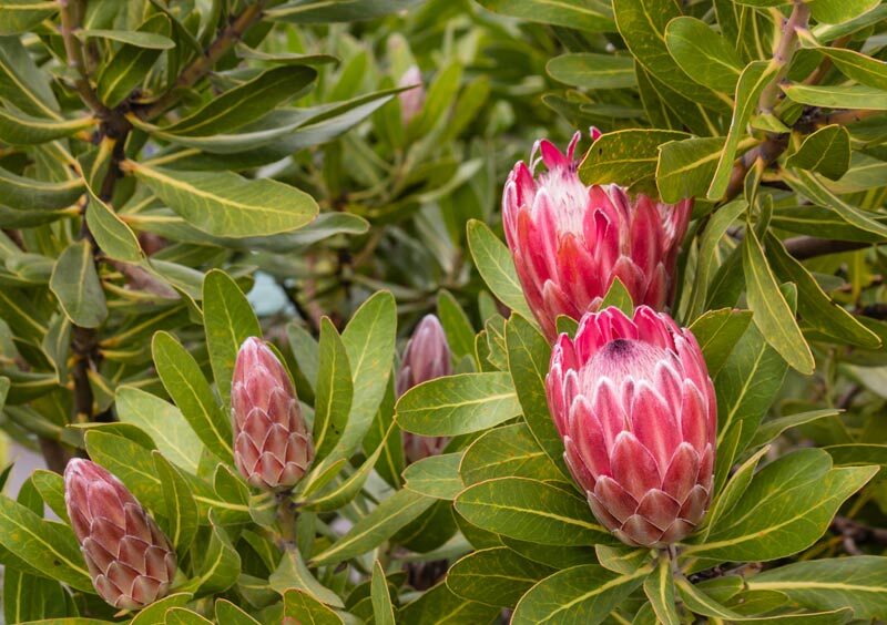  Proteas