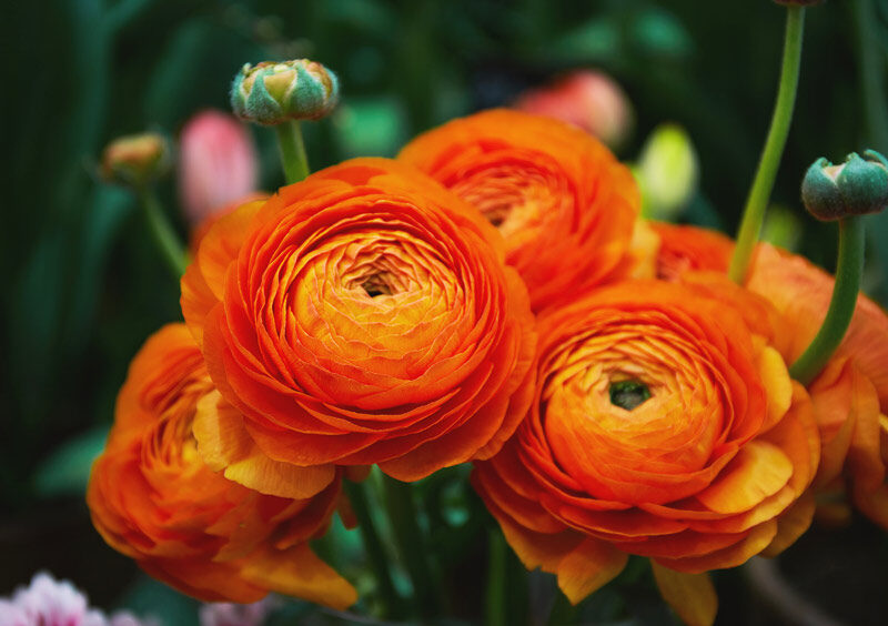 Ranunculus