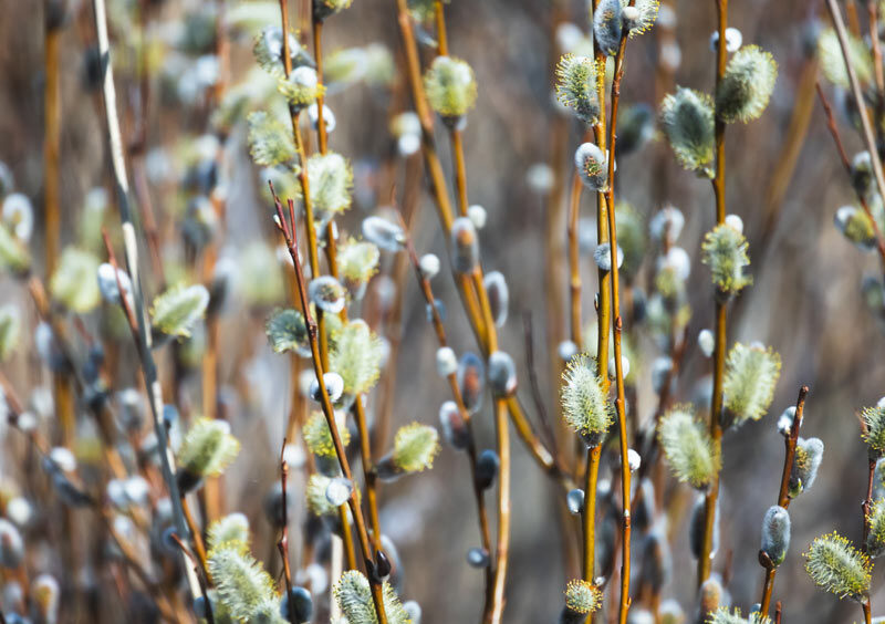 Salix