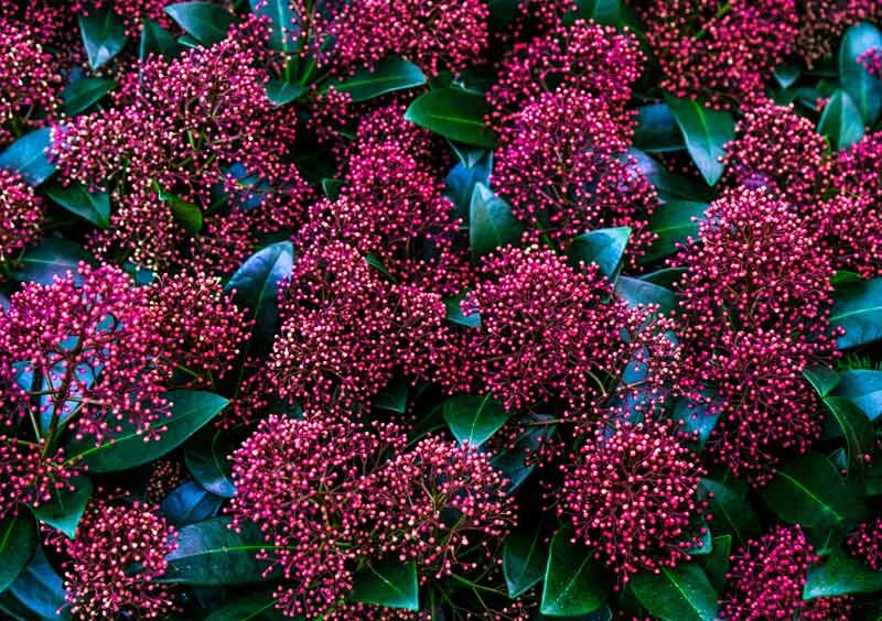 Skimmia