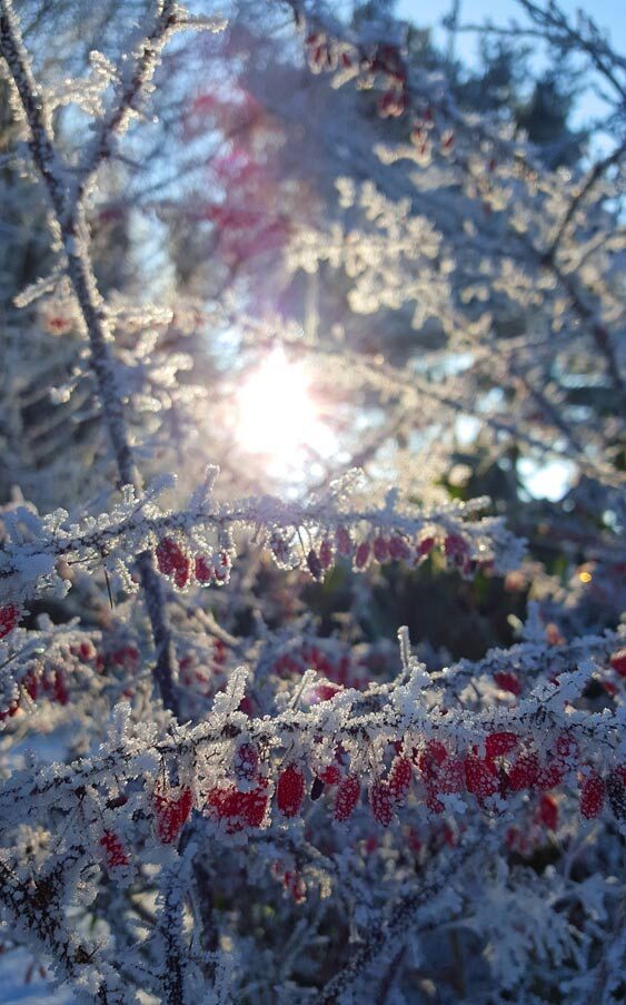 Blumen im Schnee