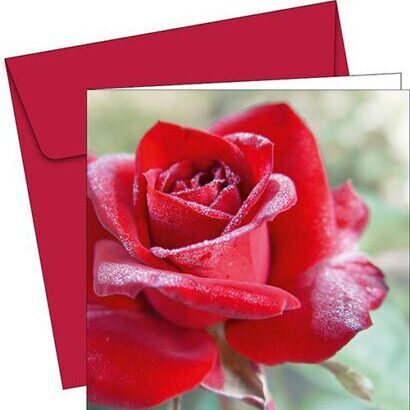 Grusskarte - 6031 - Red Rose