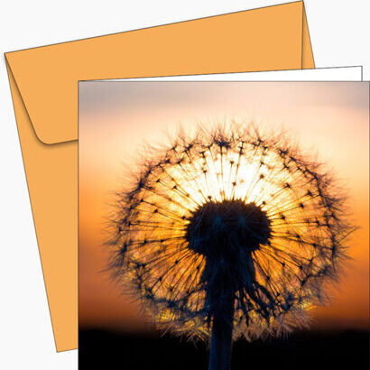  Greeting card  Dandelion