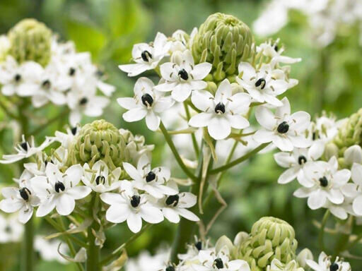 Ornithogalum