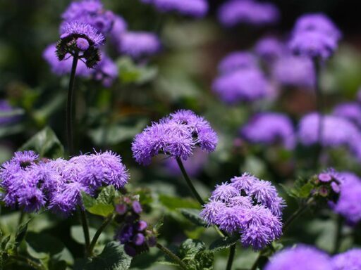 Ageratum