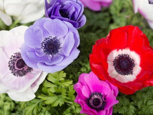 Anemones 