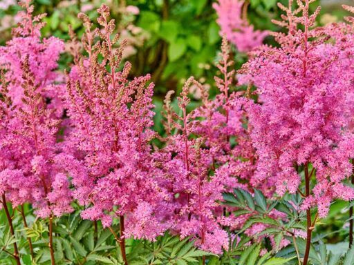 Astilbe