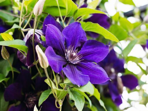 Clematis