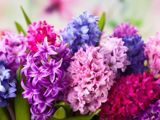  Hyacinths