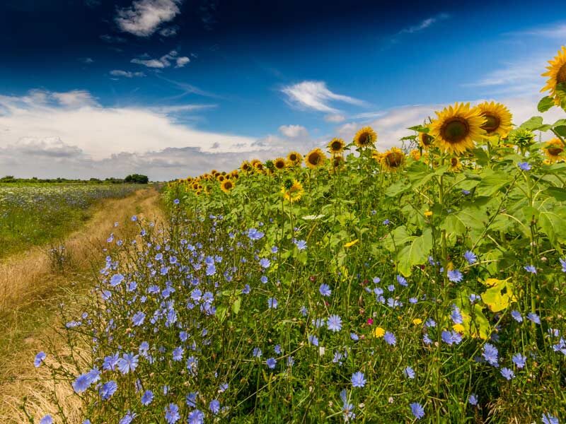 Saisonale Blumen