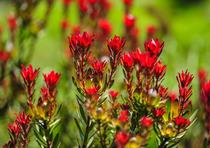 leucadendron