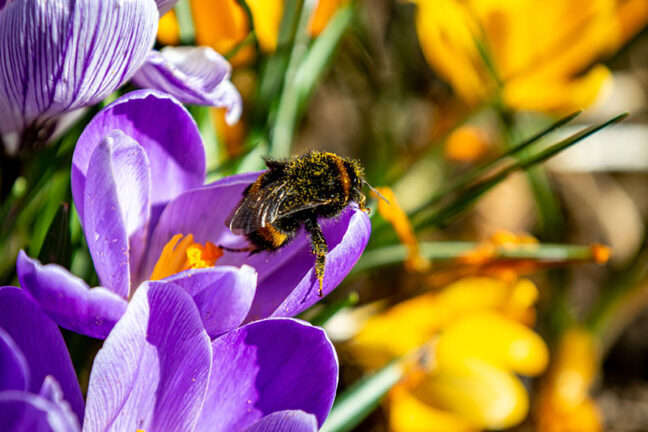 Frühlingsblumen