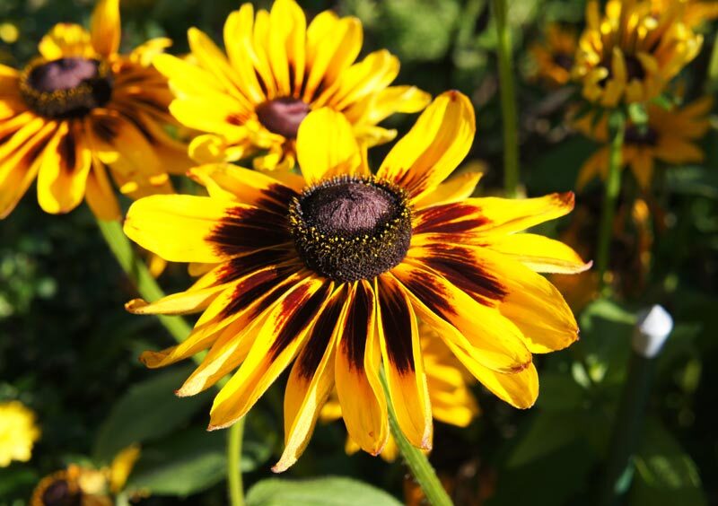 rudbeckia